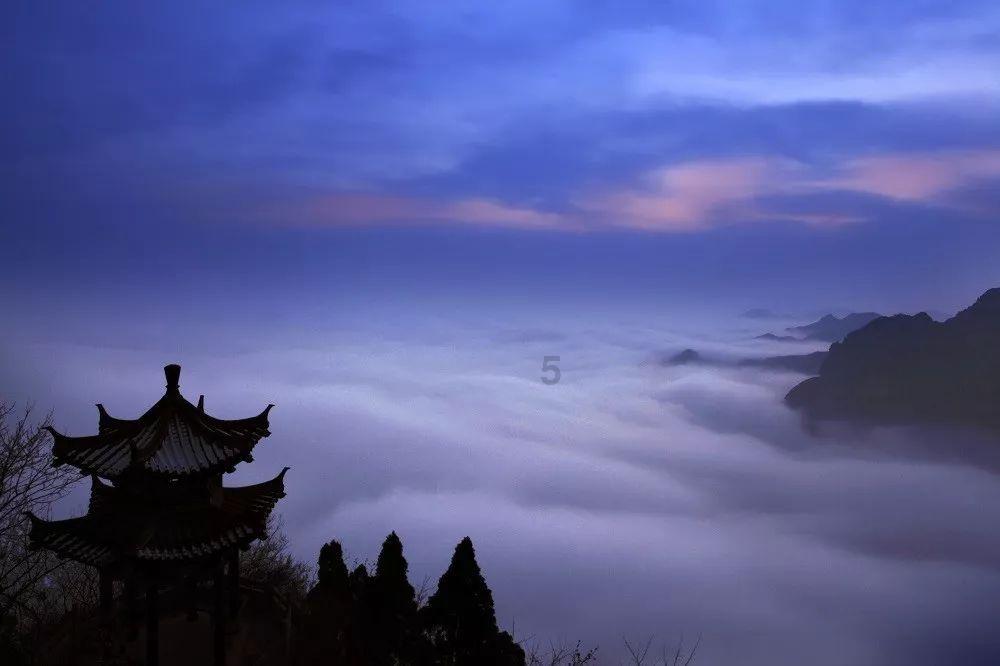 养了个时刻都在“震惊”的狗子,主人每天都会被逗乐:像是个行走的表情包!