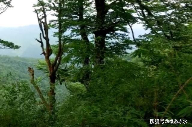 创作猫