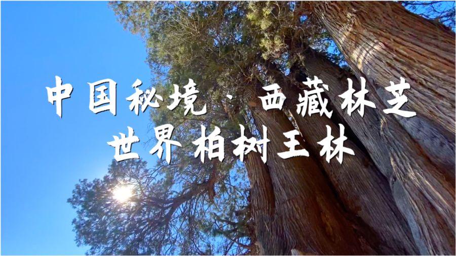 万词王
